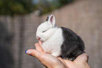 Netherland dwarf rabbit sitting on a woman's hand on a sunny day before Easter and shows tongue