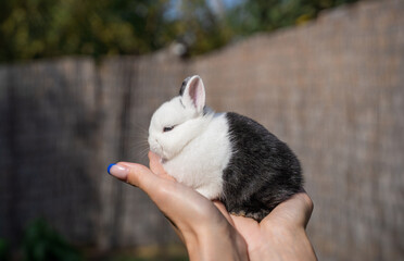 Netherland dwarf rabbit sitting on a woman's hand on a sunny day before Easter