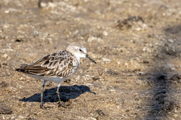 Little Stint (Kleinstrandloper) at Marievale Bird Sanctuary