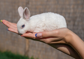 dwarf rex rabbit sitting on a woman's hand on a sunny day before Easter