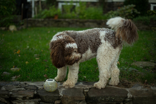 english cocker spaniel