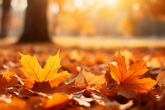 Colorful leaves in Autumn season with blurred background.