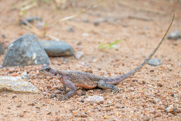 Female Red-headed Agama, Masai Mara, Kenya