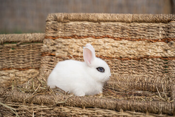 White hotot rabbit sitting on a wicker basket on a sunny day before Easter