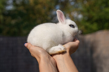 White hotot rabbit sitting on a woman's hand on a sunny day before Easter
