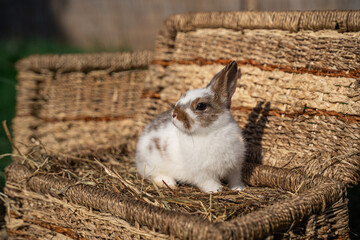 Dwarf colored rabbit sitting on a wicker basket on a sunny day before Easter