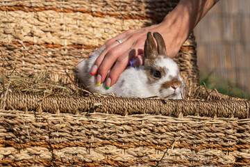Dwarf colored rabbit sitting on a wicker basket on a sunny day before Easter and woman's hand...