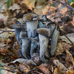 A group of edible mushrooms Craterellus cornucopioides, or horn of plenty close-up. It is also...