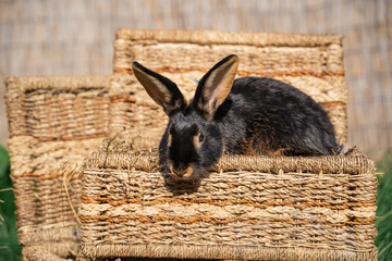 Black-fire Tan , dwarf rabbit sitting on a wicker basket on a sunny day before Easter