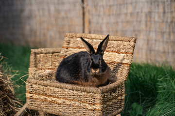 Black-fire Tan , dwarf rabbit sitting on a wicker basket on a sunny day before Easter