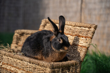 Black-fire Tan , dwarf rabbit sitting on a wicker basket on a sunny day before Easter