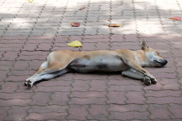 A dog lies on its side on the sidewalk during the daytime in a familiar area, happy and carefree.