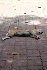 A dog lies on its side on the sidewalk during the daytime in a familiar area, happy and carefree.