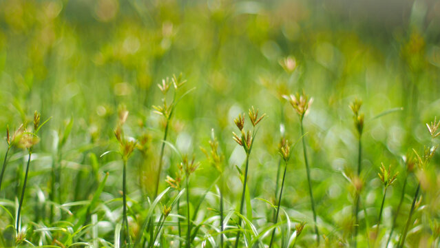 Image of grass flowers on a blurry background