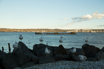 seagull on the pier