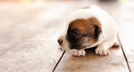 Newborn puppy on old wooden table and empty space