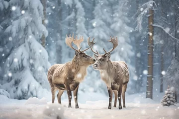 Foto auf Alu-Dibond Two cute reindeers in lapland in a reindeer farm, in the forest, snowing day. © Maria Tatic