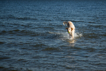 dog in the sea