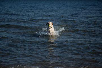 dog in the sea