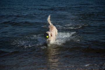 dog in the sea