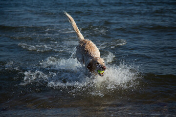 dog running on the beach