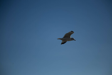 seagull in flight