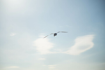 seagull in flight