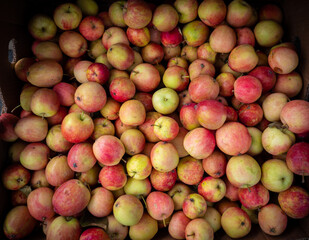 Fruits in a supermarket. Apples.