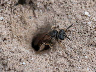 Lasioglossum marginatum (Sechsjahres-Schmalbiene) beim Verlassen des Nests, Kaiserstuhl, Deutschland