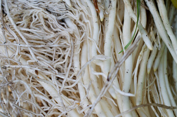Fleshy roots 