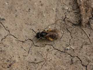 Lasioglossum marginatum (Sechsjahres-Schmalbiene), Kaiserstuhl, Deutschland