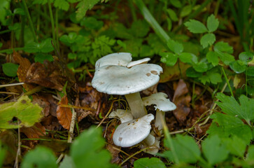 mushroom in the forest © Pawel Filusz
