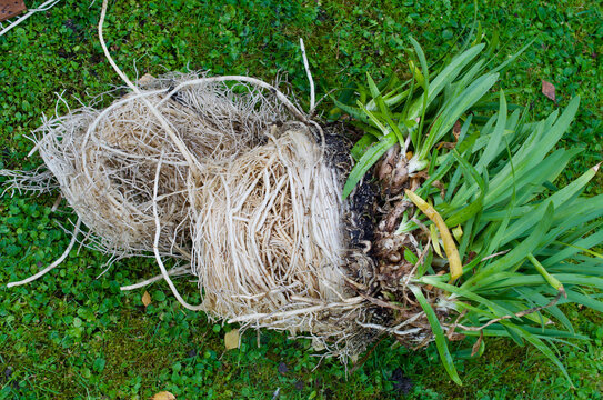 Fleshy roots 