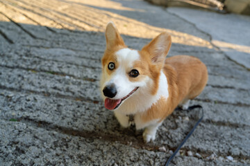 Corgi dog. Cheerful and funny