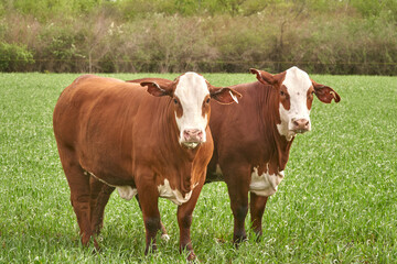 Fototapeta na wymiar Beef Cattle