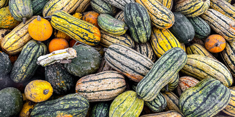 pumpkin harvest fresh colored different types and varieties of pumpkins food snack outdoor copy space food background rustic top view 