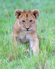Lion cub, Masai Mara, Kenya