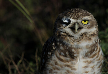 owl or owl looking straight ahead winking, standing in the grass. yellow eyed bird