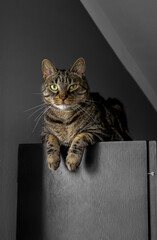 Cat lying and resting on the wardrobe © Leszek