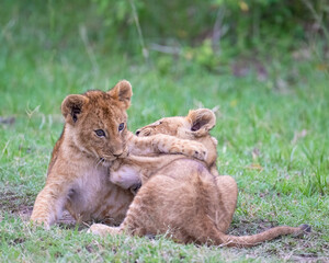 Lion cub, Masai Mara, Kenya