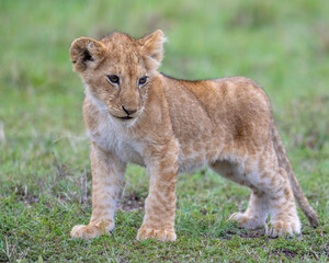 Lion cub, Masai Mara, Kenya