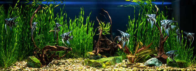 Freshwater aquarium with snags, green stones, tropical fish and water plants. Blue marbled...