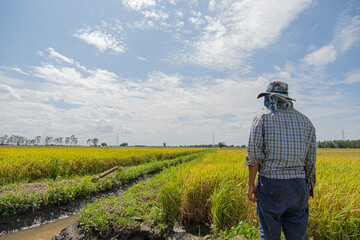 Fototapeta premium A farmer stands in the field looking at the rice plants. It is considered a very important plant for Thailand. Anvils are exported abroad and grown for use. It is the main crop of Thai farmers.