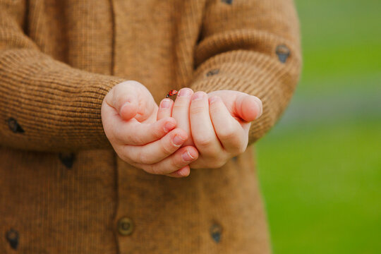 A little cute ladybug crawls in the folded hands of a child