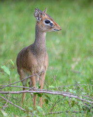 Dik-dik, Masai Mara, Kenya