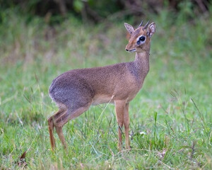 Dik-dik, Masai Mara, Kenya
