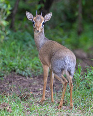 Naklejka na ściany i meble Dik-dik, Masai Mara, Kenya