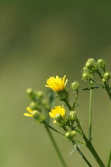コウゾリナ　9月中旬