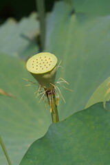 蓮のタネになる部分　9月中旬