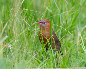 Purple Grenadier, Masai Mara, Kenya